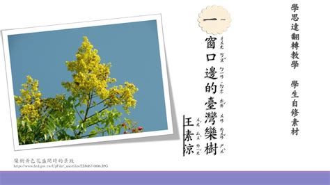 種辣椒驅蟲 窗口邊的台灣欒樹 預習單